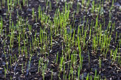 Spring Grass Seeding in Honolulu, HI
