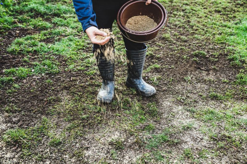 Yard Seeding in Honolulu, HI