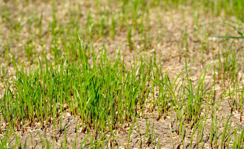 Fall Lawn Seeding in Ventura County, CA