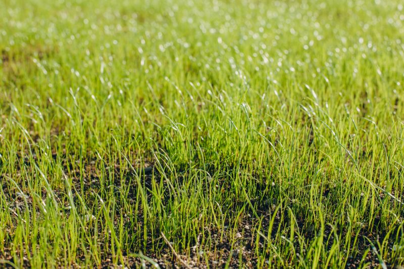 New Lawn Seeding in Ventura County, CA