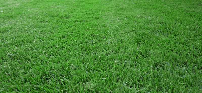 New Lawn Seeding in Honolulu, HI
