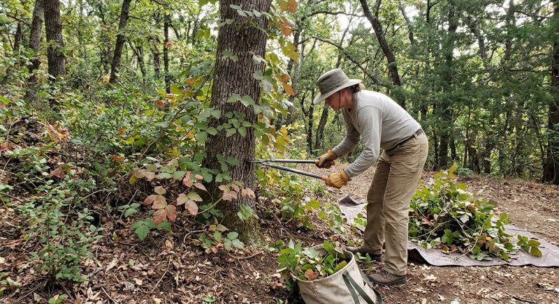 Poison Ivy Removal in Ventura County, CA