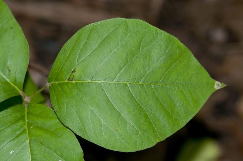 Poison Oak Removal in Lancaster County, PA