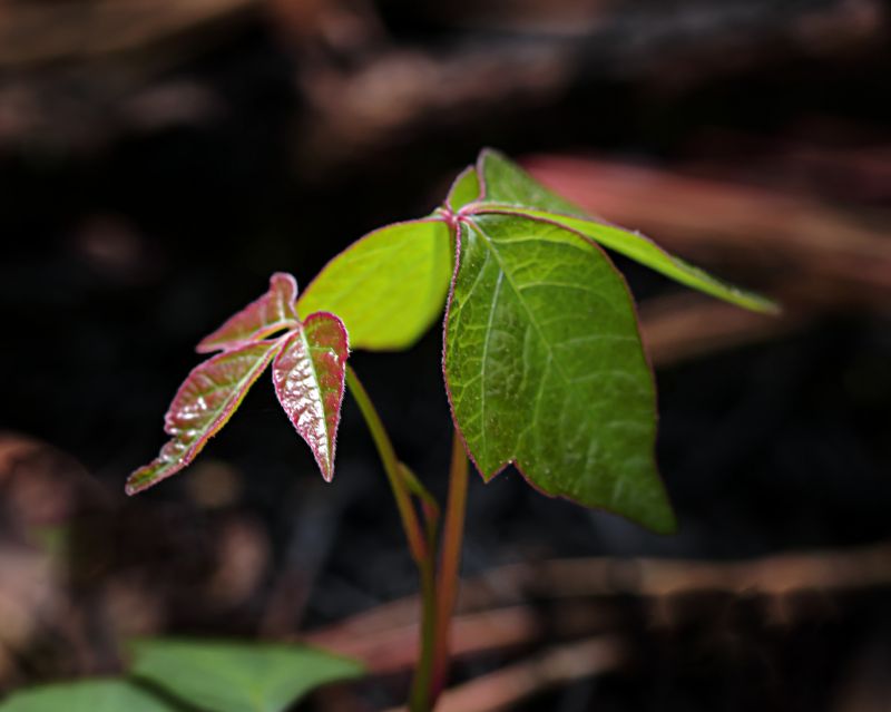 Poison Oak Removal in Bel Air, MD