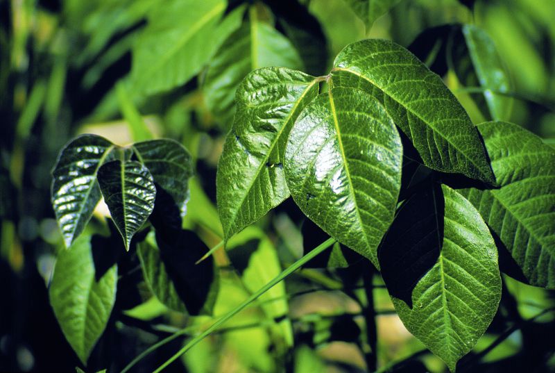 Poison Oak Removal in Wilmington, DE