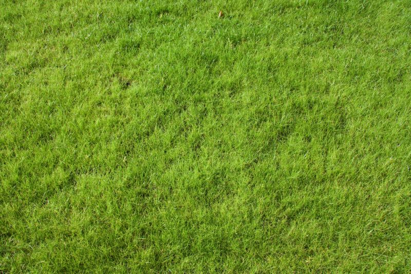 Residential Grass Seeding in Ventura County, CA